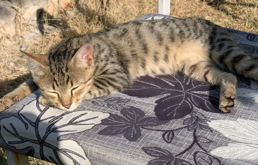 Kruja & Durres; Semi – Private Day Tour from Tirana