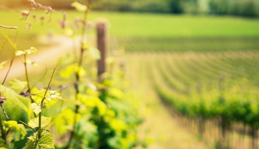Wine Tasting Tour