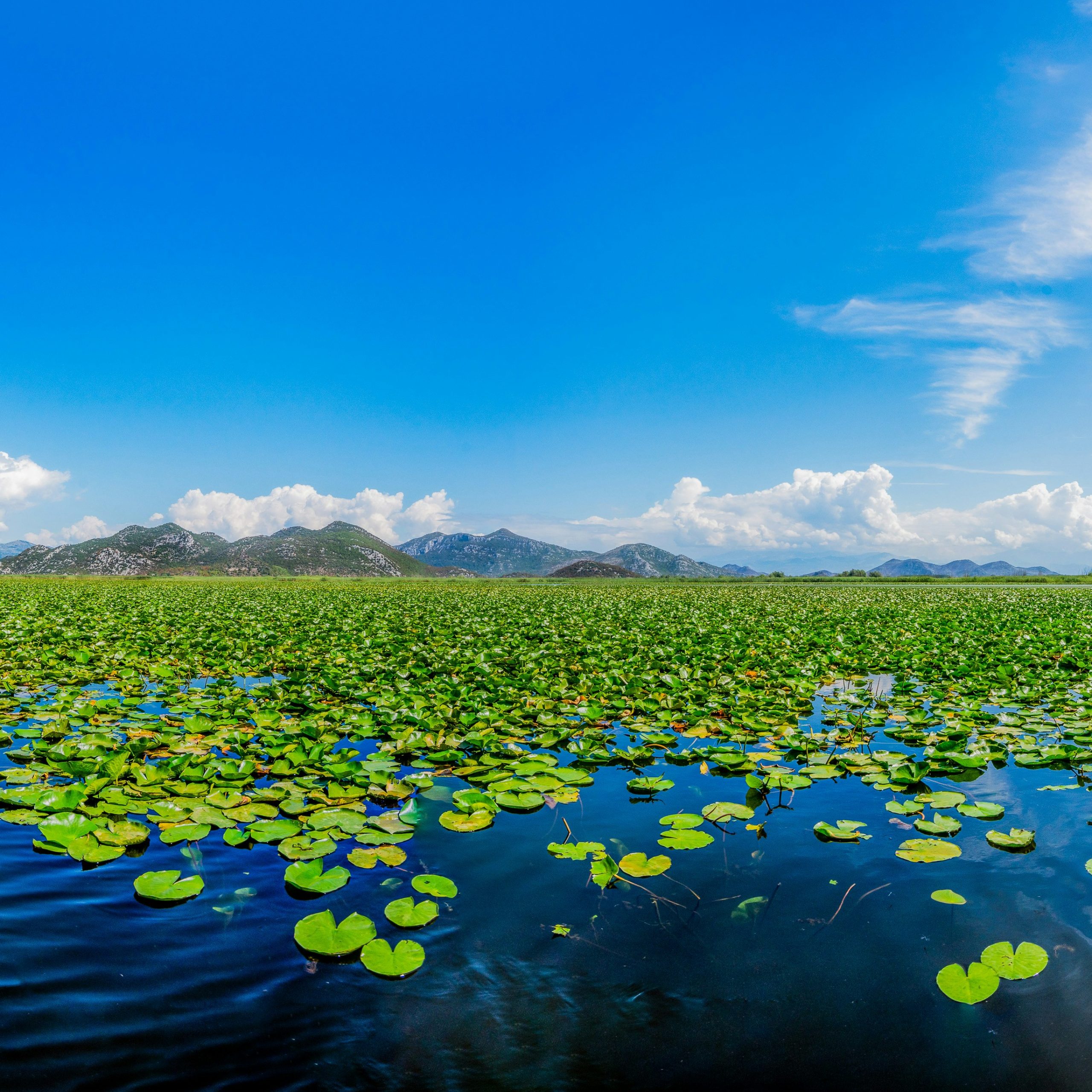 Day 8 Montenegrin Riviera – Skadar Lake National Park – Podgorica 